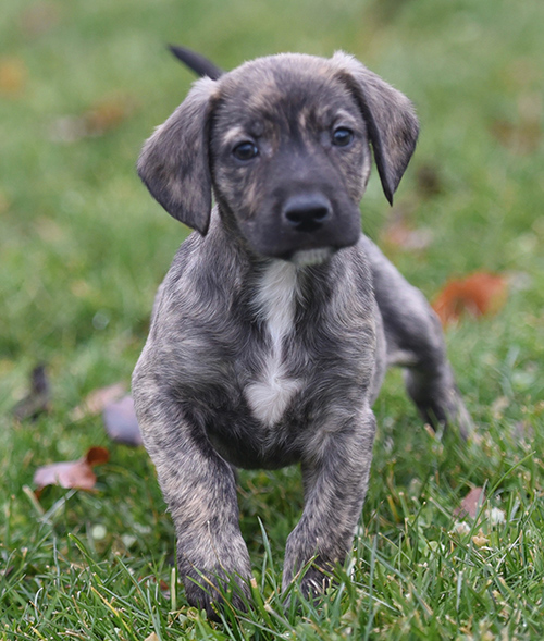 plott hound life expectancy