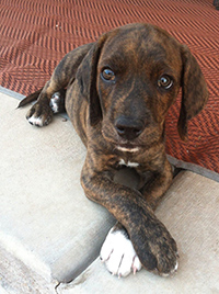 plott hound puppies