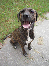 plott hound temperament bold