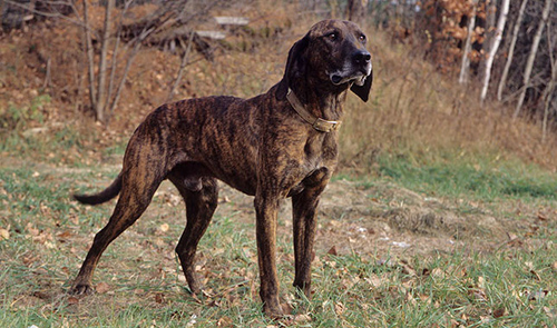 plott hound temperament