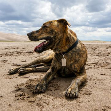 plott hound weight