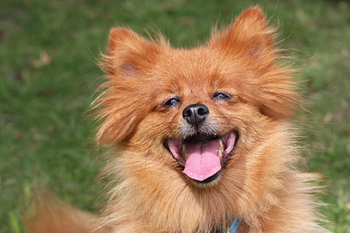 Pomeranian dog breed