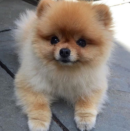 The cutest and most cuddly looking pomeranian puppy