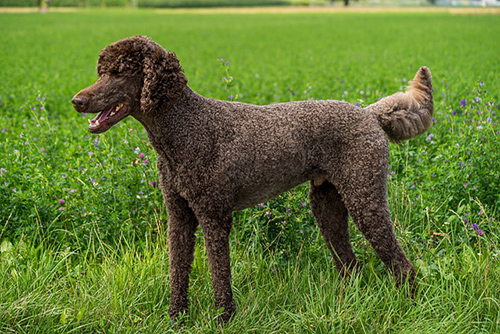 Poodle dog looking into the distance in a field and ready to go to work