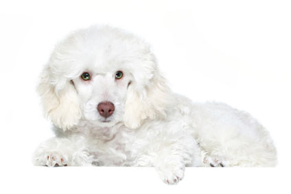 picture of poodle - dog breeds
