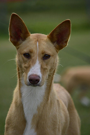 portuguese podengo dog staring into the camera