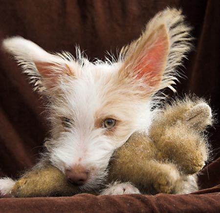 portuguese podengo puppy playing with its teddy bear toy