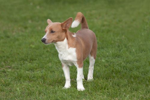 Portuguese Podengo looking handsome