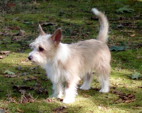 portuguese podengo pequeno dog looking for something to do