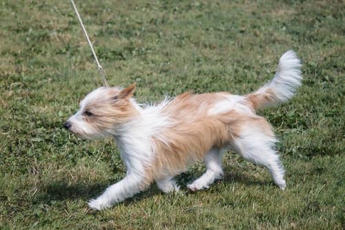 Portuguese Podengo Pequeno out for a walk with its owner