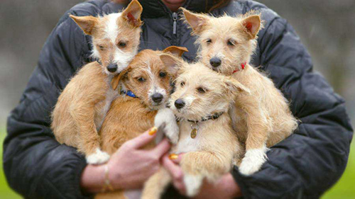 portuguese podengo pequeno breeder holding 4 adorable puppies in both arms