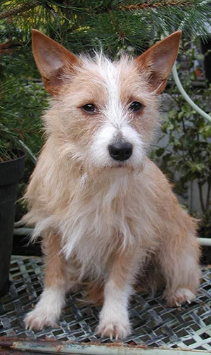 portuguese podengo pequeno sitting and looking for things to do