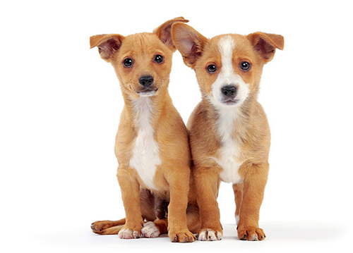 Two portuguese podengo puppies sitting a behaving for the picture