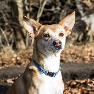 portuguese podengo looking into the distance as if waiting to attack prey