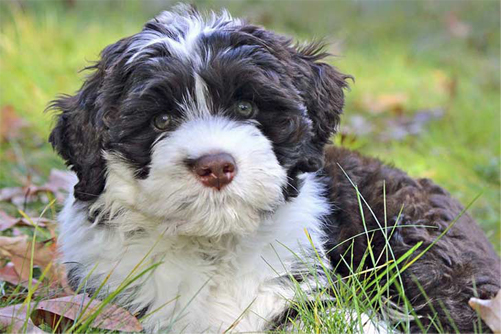 A beautiful Portuguese water dog sitting in the grass