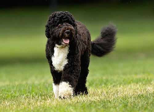 portuguese water dog taking a walk on a grassy field