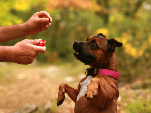 positive dog training techniques