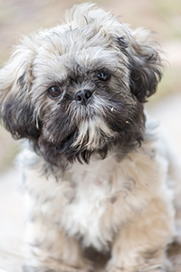 potty training a shih tzu at 8 weeks