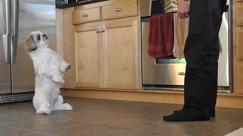 Shih Tzu training in the kitchen