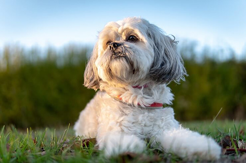 Shih Tzu dog laying down on a warm day relaxing