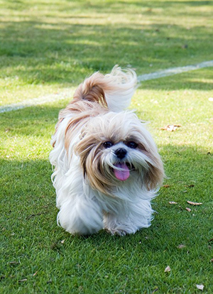 pros and cons of owning a shih tzu