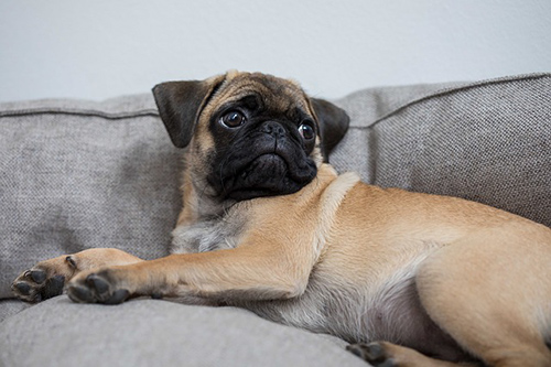 Pug chilling on the couch