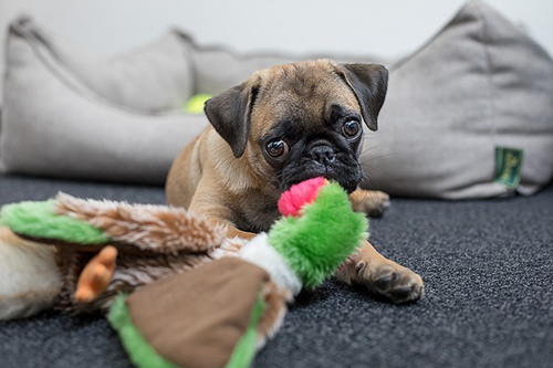 Pug puppy laying next to its toys