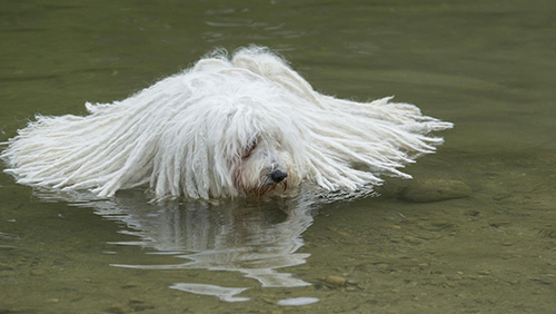 Puli dog swimming in the lake trying to cool off