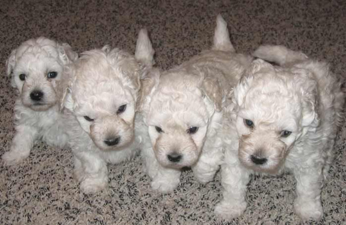 4 adorable Puli puppies just waiting to be adopted