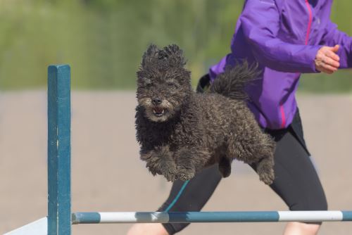 Pumi dog jumping over agility hurdle