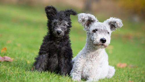Two Pumi puppies hanging out. One black and one white