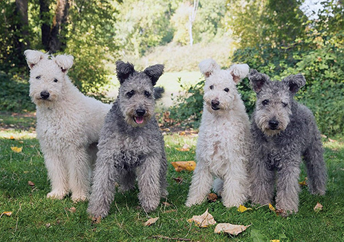 4 Pumi dogs hanging out in the yard having a good time
