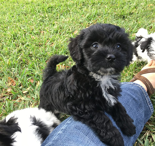 Black with white trim Shih Poo puppy on woman's leg