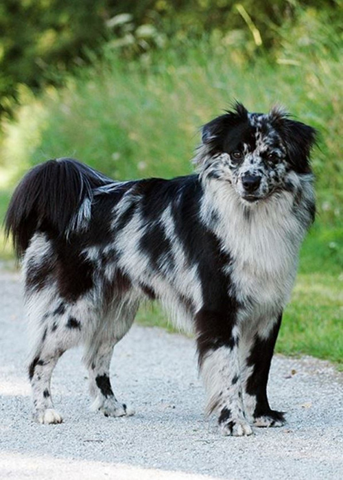 pyrenean shepherd standing on the roadway keeping look out