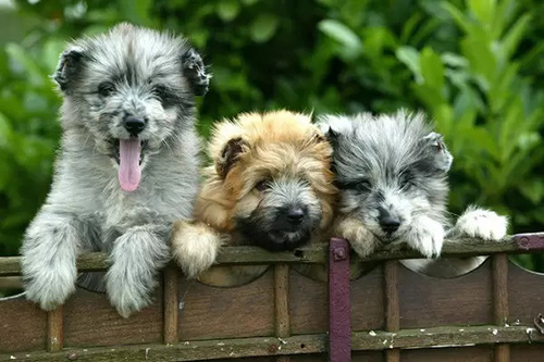  three adorable pyrenean shepherd puppies 