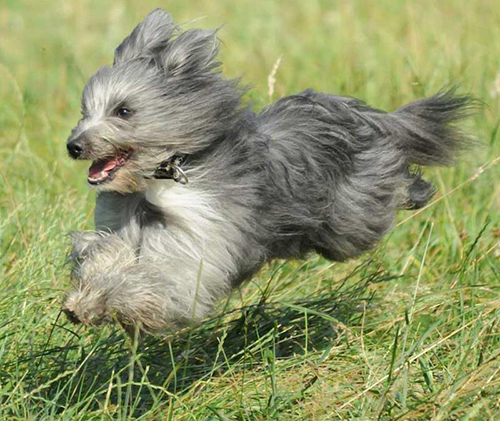 pyrenean shepherd running full sprint on the grass