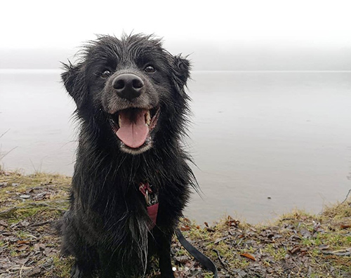 pyrenean shepherd sitting and panting with a lake behind him