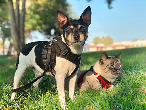 rat terrier with its cat friend relaxing on the grass on a hot summer day