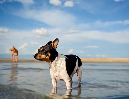rat terrier dog standing in shallow water with another breed (blurred) in the background on the shore