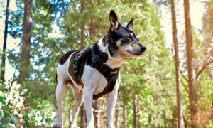 rat terrier standing on a big rock in the forrest wearing a harness