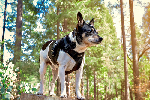 rat terrier standing on a big rock in the forrest wearing a harness