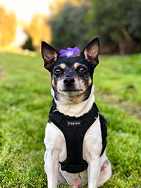 rat terrier sitting on grass with a flower on her head