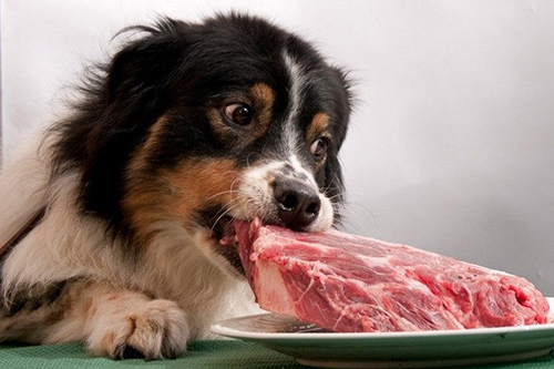 dog enjoying a large steak on a plate