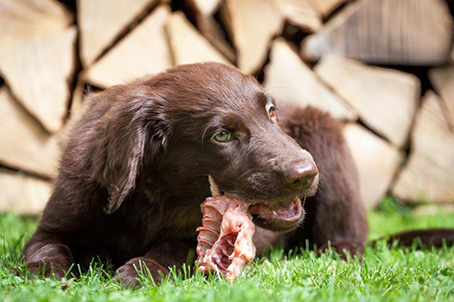 dog on grass enjoying a raw bone for dinner