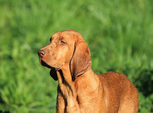 redbone coonhound history