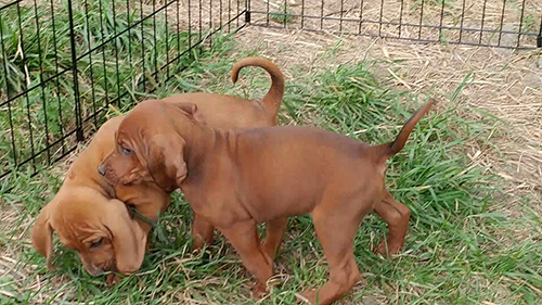 redbone coonhound puppies