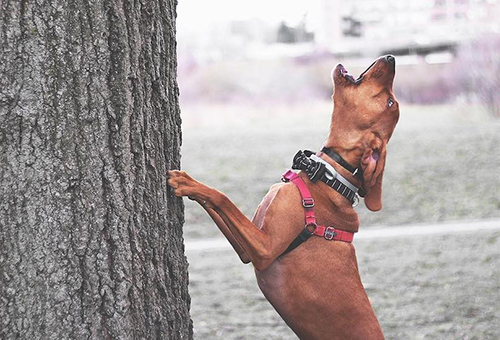 redbone coonhound temperament