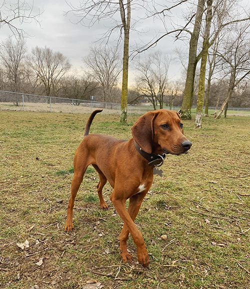 redbone coonhound weight