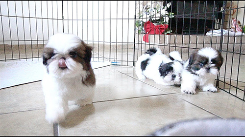 reputable shih tzu breeder