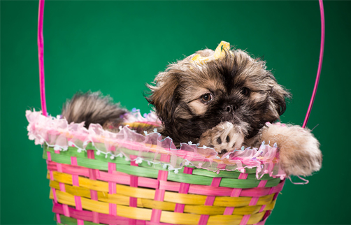 good shih tzu breeders